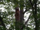 Woodpecker