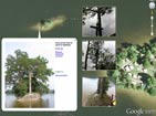 Google Earth
