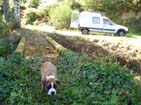 The iWi dog - Dawg Xray.