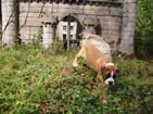 iWi Dog - Dawg Xray guarded the Island over night ?.