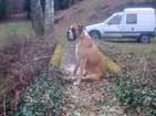 Bridge access guarded by the iWi dog Dawg Xray
