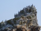 birds