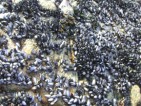 sea-life
