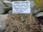 eggs