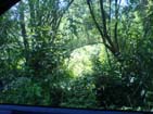 Road from Bazarowa Isl. to Dzikowska Isl. are crowded with heavy vegetation.