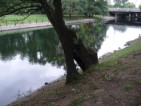 bridge