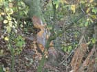 Another sign of beaver activity, luckily they stayed away from the 8mt fibermast