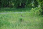 rabbit