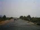 Donkeys are not afraid.