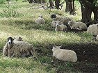 locals