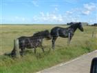 Potton's horses.