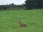 rabbit