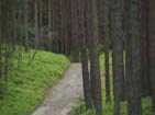 Deep pine three forrest at Ruhnu Island.