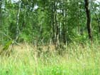 Narrow vegetation surrounds the road..