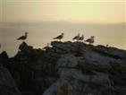 Mouro inhabitants.