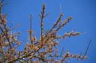 Beginning of May, trees are soon blooming...
