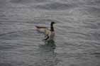 A local visitor arriving.