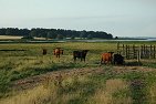 visitors