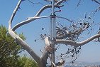 antenna
