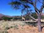 wildlife