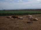 Local Farm cows.