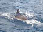 During fishingtrip this Dolphin came by.