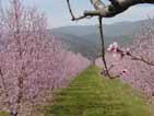 Spring in South France...